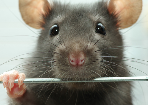 Pest Control